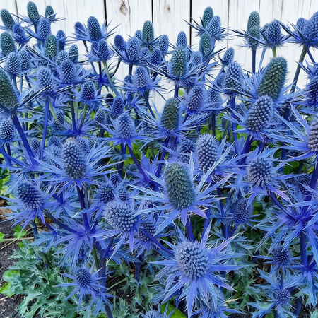 Beachside Blue, Eryngium Seeds - Packet image number null